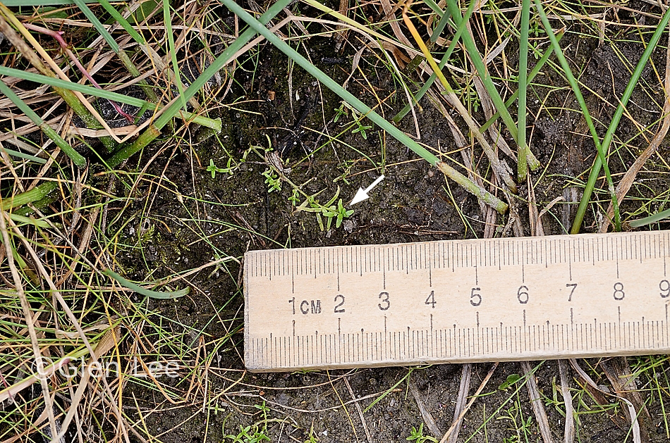 Elatine triandra photos Saskatchewan Wildflowers